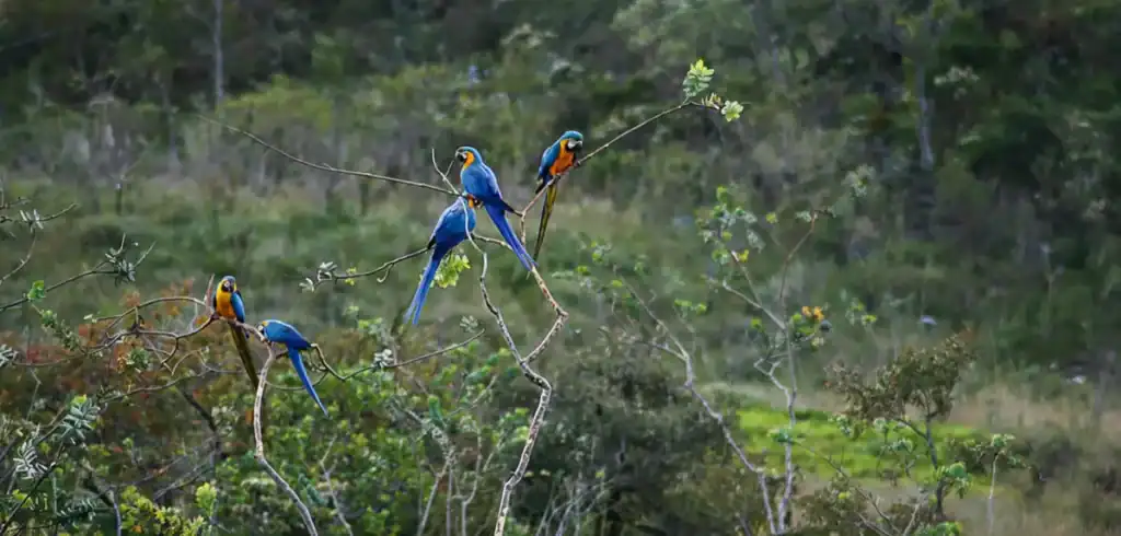 A Chapada dos Veadeiros está localizada sobre uma imensa pedra única de cristal quartzo e fica exatamente no Paralelo 14, o mesmo que passa Machu Pichu.